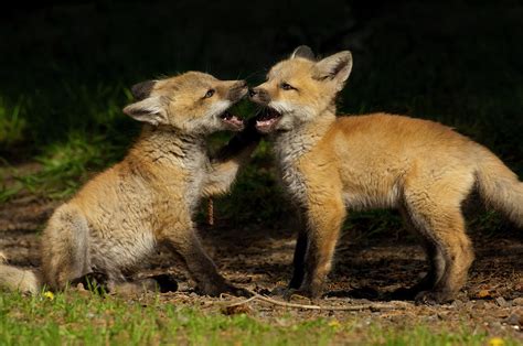 Red Fox Cubs Playing Shoshone National Forest Wyoming Usa Photograph