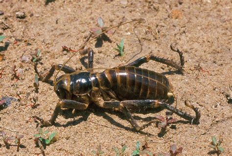 Anostostomatidae Beetles In The Bush