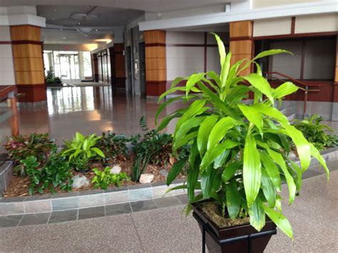 Interior Commercial Plantscape Example Landscaping Company Landscaping
