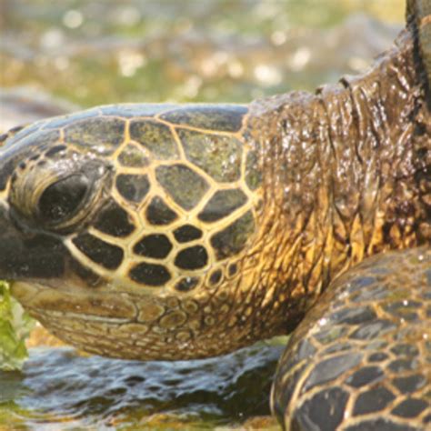 Green Sea Turtles Making A Comeback In Florida Native News