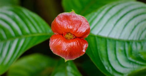 Photos The Tropical Psychotria Elata Might Just Be The Worlds Most