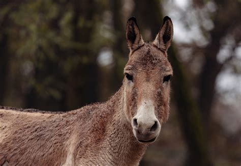 Kulan Turkménsky 250 €rok Zoo Bratislava