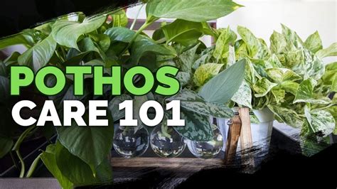 Pothos Care 101 Is This The Easiest Houseplant To Care For