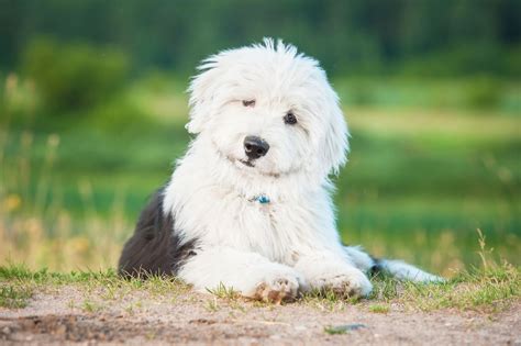 Old English Sheepdog Puppies Breed Information And Puppies For Sale