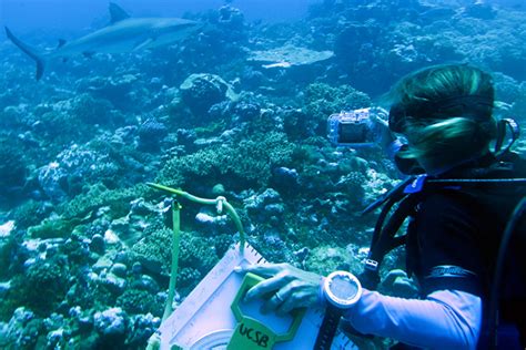 What Is The Highest Paying Job In Marine Biology Field Field
