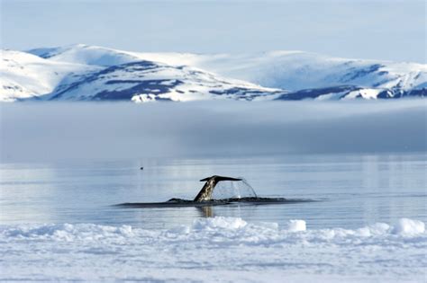 The Story Of A Migrating Narwhal Arctic Kingdom