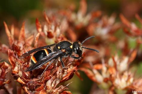 First For The Season Potter Waspaustralian Hornet Abispa Flickr