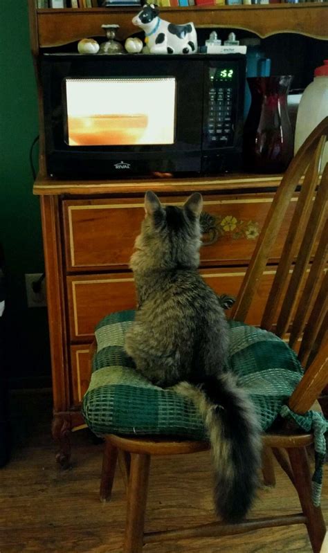 Scrat Watching The Popcorn Pop Microwave Noodles Cats