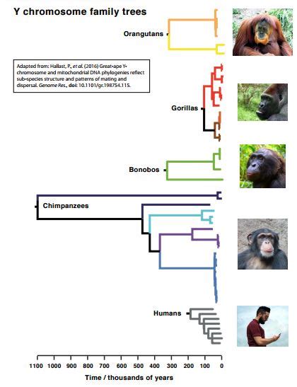 Great Ape Genetic Study Offers Clues To Human Past Archaeology Magazine