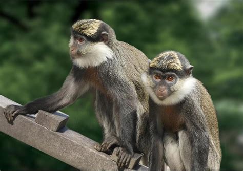 Life At Monkey World Returns For Another Series Discover Animals