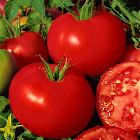 Buy Vegetable Seed Now Tomato Shirley F1