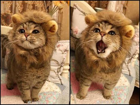 Kitty With A Mane Makes A Very Convincing Lion Aww