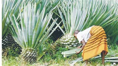 Sisal Farmers Enjoy New Technology On Fibre Production The Citizen