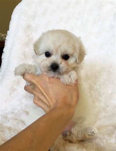 Boutique designer pet supplies for the pampered pet. Teacup Maltipoo Puppy for sale! | iHeartTeacups
