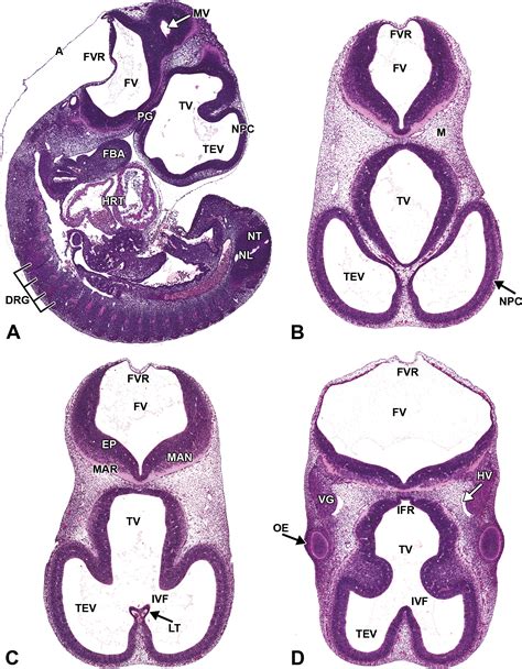 Histology Atlas Of The Developing Prenatal And Postnatal Mouse Central