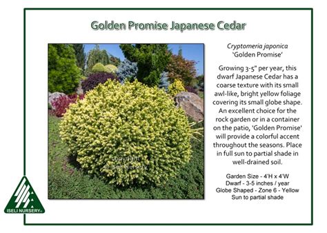 Cryptomeria Japonica ‘golden Promise Iseli Nursery