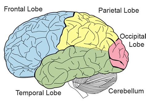Print Limbic System Cerebral Cortex Lobes Flashcards Easy Notecards