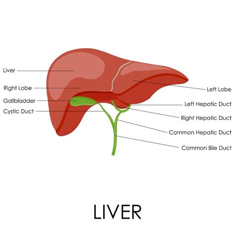 Most relevant best selling latest uploads. Liver Cleanse: Detox Your Liver in 6 Easy Steps in 2020 ...
