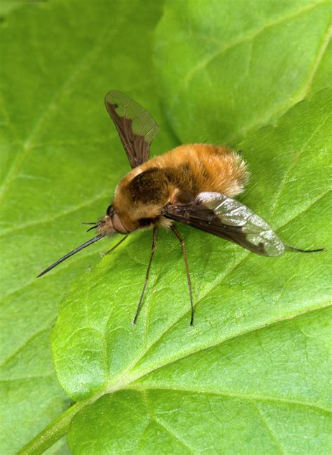 Bee Fly Photograph By Nigel Downer