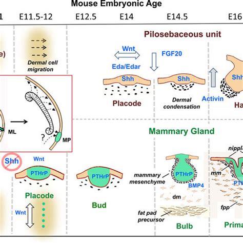Timeline Comparison Of Early Pilosebaceous And Mammary Gland