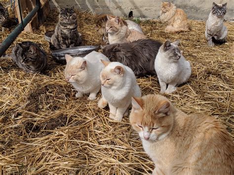 Went To The In Laws Farm Today And Visited The Barn Cats Catpictures