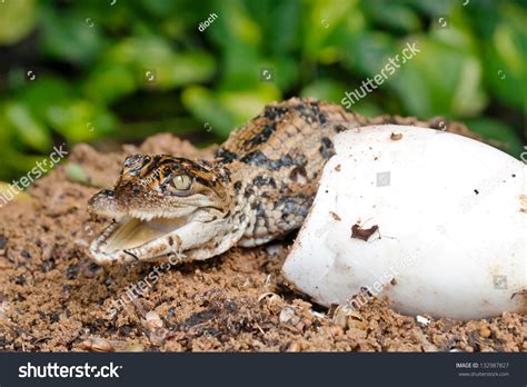 Little Baby Crocodiles Are Hatching Stock Photo 132987827 Shutterstock