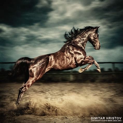 Beautiful Wild Stallion Jumping In Dust Equestrian Photography On The