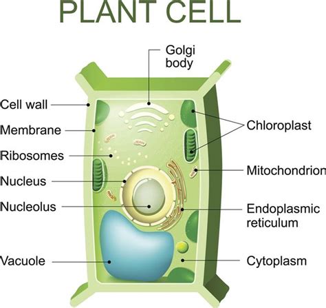 Vacuole Has Cell