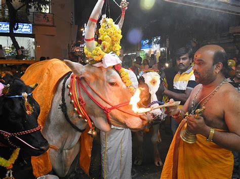 Cows Walk On Fire In Indias Makar Sankaranti Festival