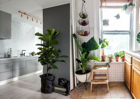 ¿tu cocina es de espacio pequeño? 17 ideas prácticas para decorar la cocina con plantas y ...