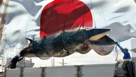 Japan Fleet Kills 333 Whales In Antarctic Hunt Free Malaysia Today Fmt