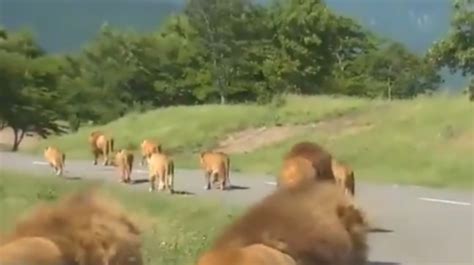 Majestic Video Of A Pride Of Lions Walking Together Goes Viral Original Catwalk Says Twitter