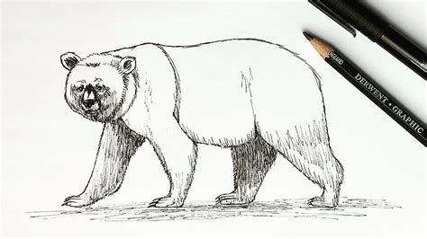 How To Draw A Grizzly Bear Step By Step Easy Youtube