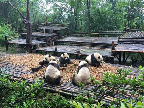 Sichuan Panda Tour Chengdu Panda Research Center Chengdu Panda