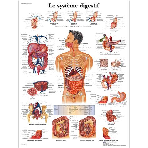 B Scientific Vr L Planche Anatomique Le Syst Me Digestif Amazon Fr Commerce Industrie