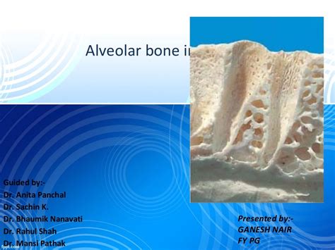 Alveolar Bone In Health