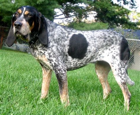 Bluetick Coonhound The Breed With Long Ties To The Usa Animal Corner