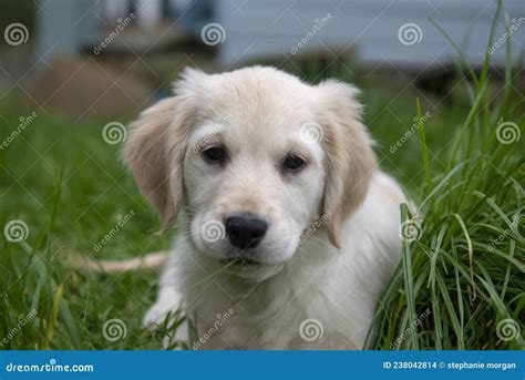 Golden Retriever Puppy On Grass Stock Photo Image Of Cute Friend