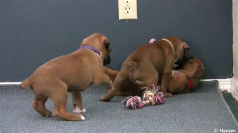 Boxer Puppies Playing Too Cute For Words Youtube