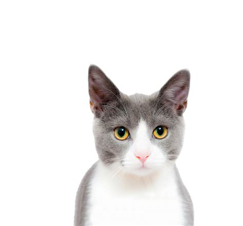 You can download free cat png images with transparent backgrounds from the largest collection on pngtree. Cat Cute PNG Image - PurePNG | Free transparent CC0 PNG ...