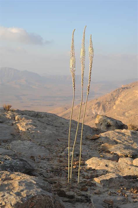 Drimia Aphylla Forssk Jcmanning And Goldblatt Plants Of The World