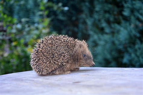 Cute Hedgehog Sits On Wood In Green Garden Stock Photo Image Of Earth