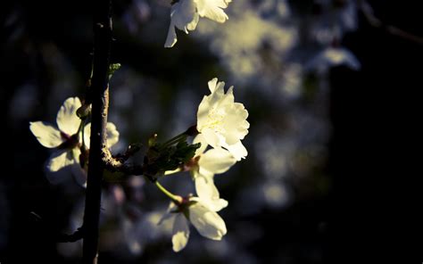 Wallpaper Sunlight White Black Flowers Sky Macro Branch Cherry
