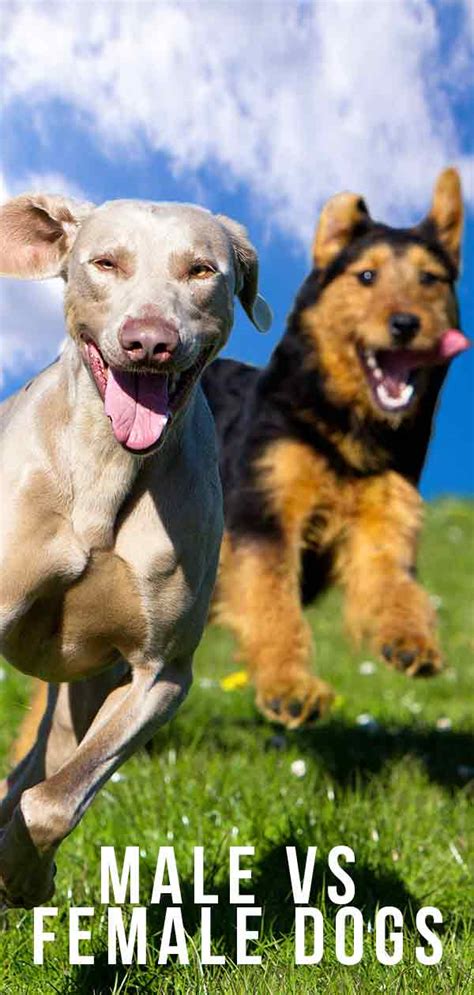 Male And Female Dog Behavior Differences