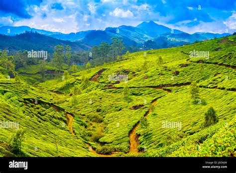 Beautiful Green Tea Plantations With Blue Mountain Munnar Kerala