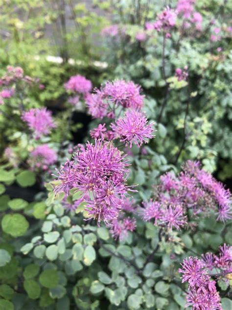 Thalictrum My Little Favourite Established Thalictrum Proctors