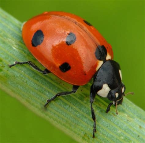 What Is A Ladybug With Pictures