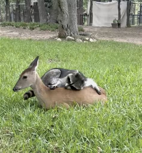 Rescue Raccoon Shares Sweetest Friendship With Orphaned Fawn