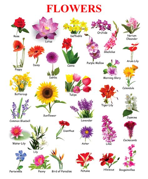 Types Of Flowers Chart