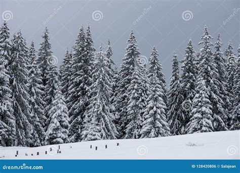 Winter Wonderland Forest Stock Photo Image Of Branch 128420806